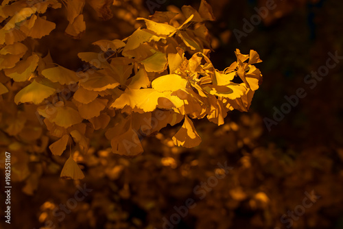 Beautiful autumn ginkgo leaves background material at night with bokeh lights