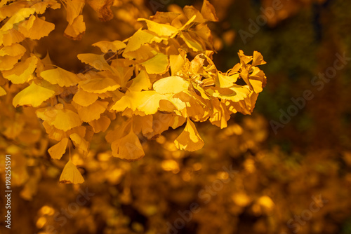 Beautiful autumn ginkgo leaves background material at night with bokeh lights