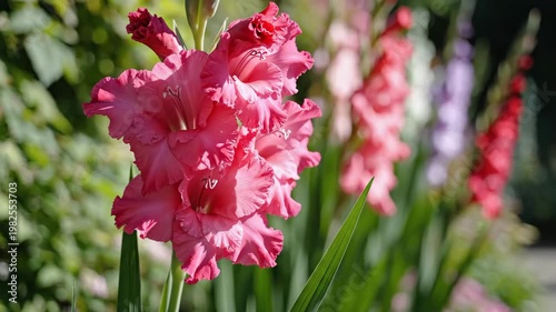 Pink gladiolus flowers swaying in a sunny summer garden 4K Video