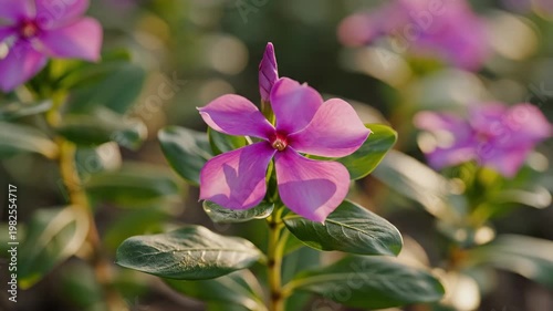 Pink periwinkle flower blooming in a garden 4K Video