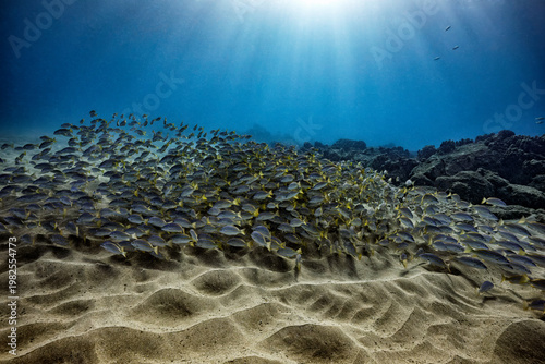 Foto A large school of blue line snapper is lit up by the sunburst through the ocean