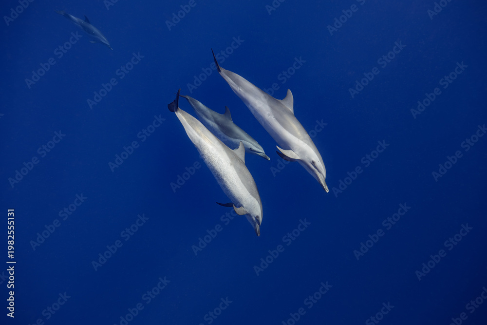 Fototapeta premium Two adult and one juvenile Pantropical Spotted Dolphins swim through clear blue waters