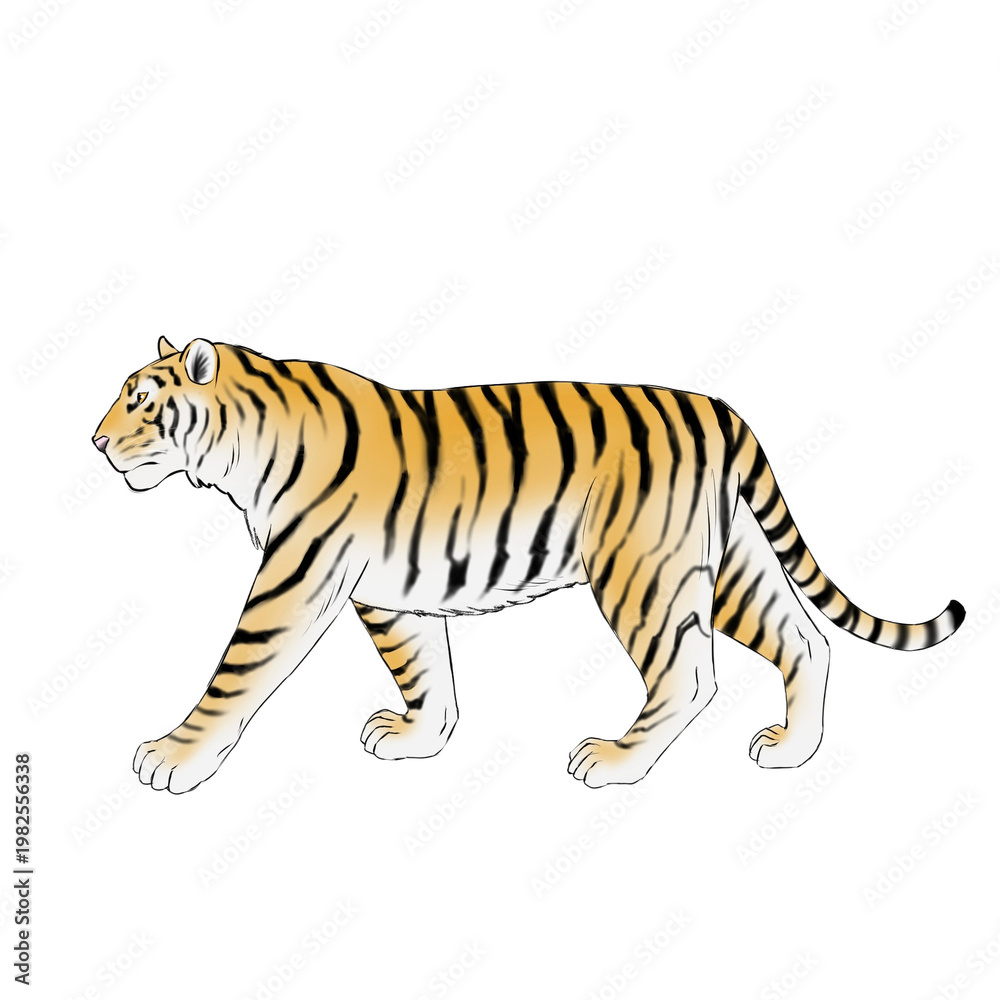 Obraz premium Walking Bengal tiger illustration isolated on black