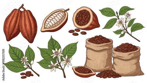 Detailed botanical illustration of cacao tree elements including whole pods, sliced pods, raw beans, and delicate flowering branches.