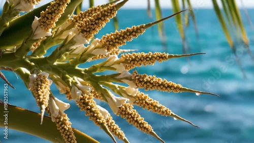 Tropical palm tree inflorescence with turquoise sea background 4K Video
