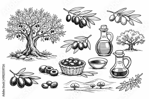 Hand-drawn olive tree and oil collection with vintage sketches of branches, olives in baskets, glass bottles of extra virgin oil, and Mediterranean landscapes for organic food branding and design.