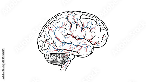 Detailed anatomical illustration of a human brain showing the complex cerebral cortex and major blood vessels in side view.