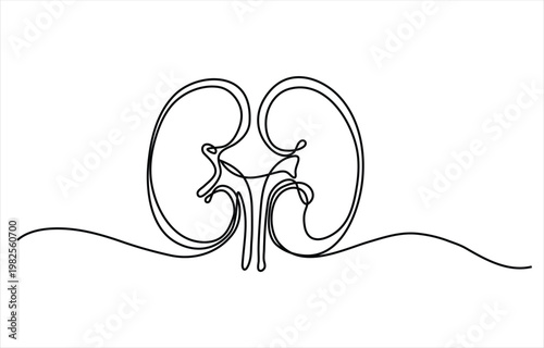 Minimalist Continuous Line Illustration of Human Kidneys Representing Health Anatomy and Artistic Elegance