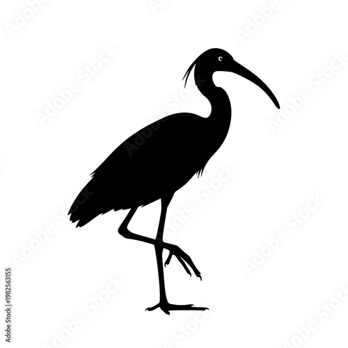 A black silhouette of a bird with a long beak Vector, illustration