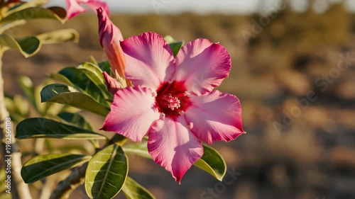 Desert rose flower blooming in sunny arid landscape 4K Video