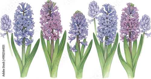 Illustration Set of Hyacinth Flowers in Shades of Pink and Purple