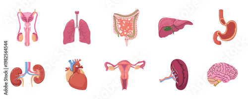 Vector flat illustration set of human internal organs anatomy icons. Hand drawn vector collection of human body internal organs anatomy elements