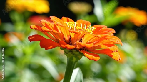 Vibrant Orange Zinnia Flower Swaying in Sunny Garden 4K Video