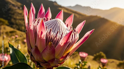 King Protea Flower Blooming in Cape Mountains at Golden Hour 4K Video