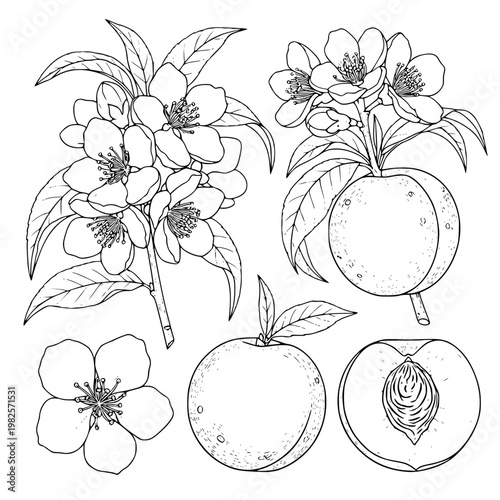 A set of peaches and peach blossoms Vector, illustration