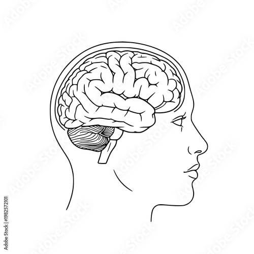 A drawing of a human head with the brain visible Vector, illustration