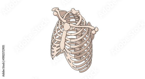 Detailed human rib cage anatomy illustration showing the skeleton structure including ribs and sternum from an isometric view.