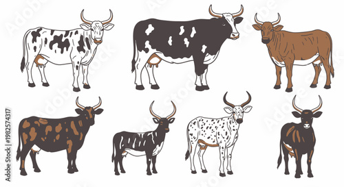 Cows and bulls in different colors.