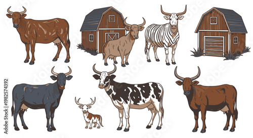 Cows and Zebu with Barns Around.