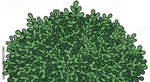 Green bush with small oval leaves.