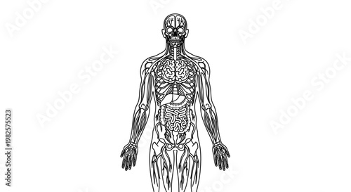 Human Body Anatomy Internal Organs.
