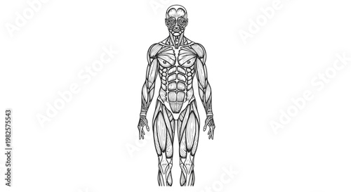 Human Body Muscle Anatomy Illustration.