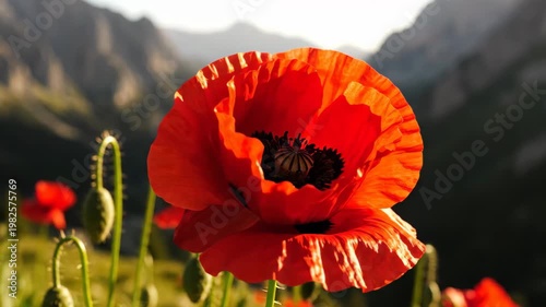 Red Poppy Flower Swaying in Mountain Meadow 4K Video