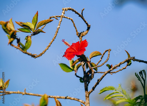 A striking red hibiscus flower adorned on a bare branch stands out vividly against the backdrop of a clear blue sky, symbolizing beauty and resilience in nature.