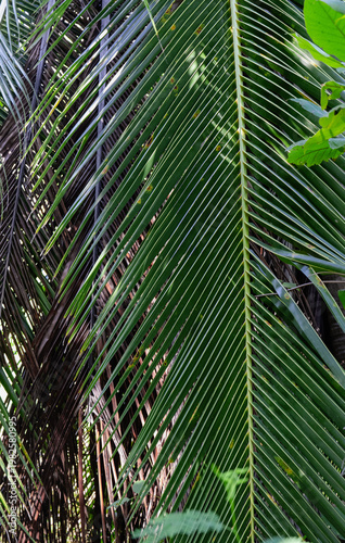 This rich image features elegant palm fronds arching gracefully against a backdrop of lush greenery, representing the essence of a tropical paradise and relaxation.