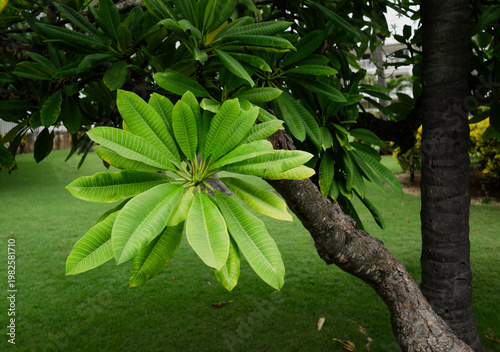 A beautiful close-up of plumeria tree leaves, showcasing their rich green hues against a backdrop of manicured grass, representing the essence of tropical paradise and tranquility.