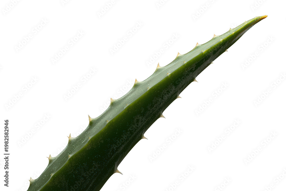 Fototapeta premium Aloe vera leaf showing spiky edges and pointed tip, an isolated succulent for natural health and skincare concepts