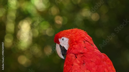 Profile portrait of a red macaw with green bokeh background