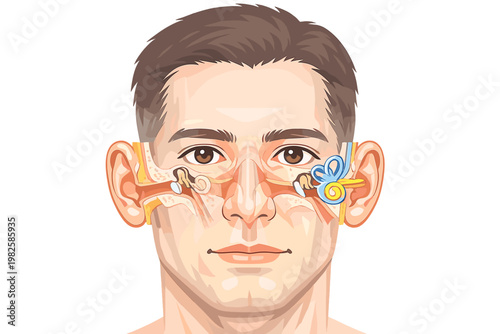 Detailed Human Ear Anatomy Diagram Showing Structure of Outer Middle and Inner Ear with Cochlea Ossicles and Ear Canal on a Male Face Vector Illustration for Medical Education and Healthcare.