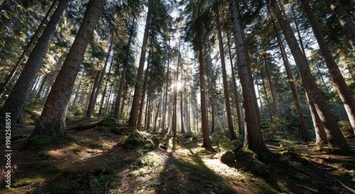 Sunlight streams through the dense canopy of a towering evergreen forest, creating a dramatic and ethereal atmosphere.