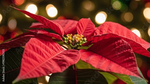 Vibrant Red Poinsettia Flower with Golden Holiday Bokeh Lights 4K Video