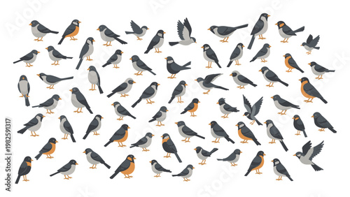 A large collection of small songbirds with gray and orange plumage in different poses, perfect for childrens educational content and natureinspired designs.