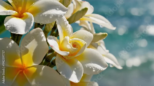 White Plumeria Flowers Swaying by the Blue Ocean 4K Video