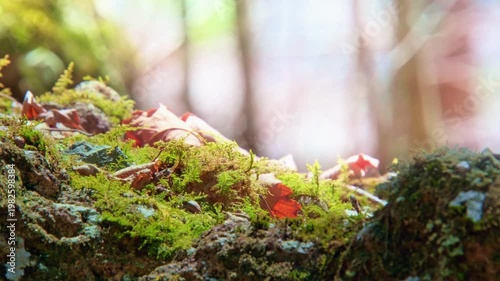 山道で偶然目にした美しい景色