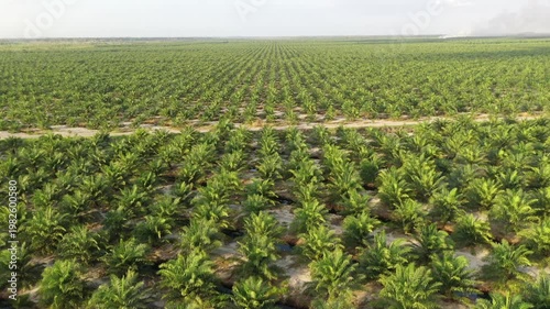 Aerial view of oil palm plantation in Kuala Penyu, Sabah, Malaysia