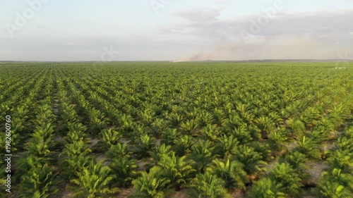 Aerial view of oil palm plantation in Kuala Penyu, Sabah, Malaysia