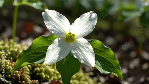 Bunchberry Flower Blooming on Forest Floor 4K Video
