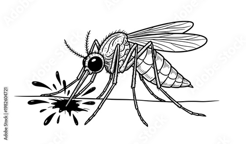 A detailed vector illustration of a mosquito drinking from a splashing water surface