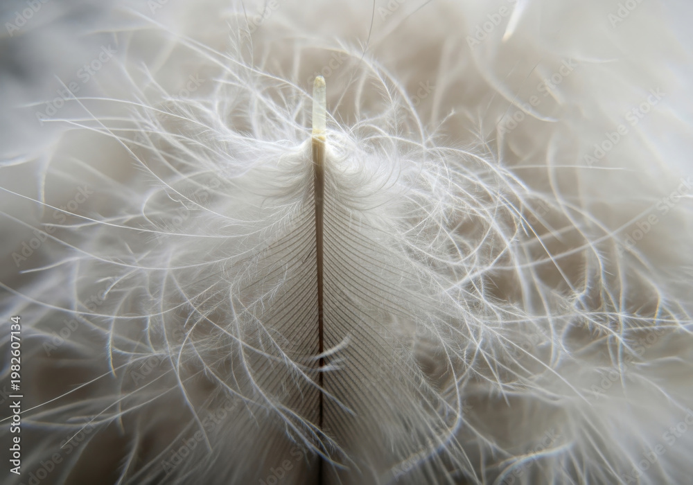 Fototapeta premium Extreme detail of a soft white down feather showing the intricate structure of the central rachis and delicate barbs in a high resolution macro photography studio shot.