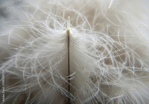 Extreme detail of a soft white down feather showing the intricate structure of the central rachis and delicate barbs in a high resolution macro photography studio shot.