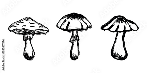 Hand drawn mushroom doodle set Botanical illustration Cute autumn mushroom Healthy eco food Organic vegetarian food For stickers, greeting card, design, print, packaging, decor, kids books