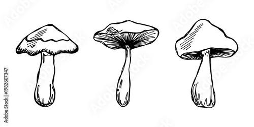 Hand drawn mushroom doodle set Botanical illustration Cute autumn mushroom Healthy eco food Organic vegetarian food For stickers, greeting card, design, print, packaging, decor, kids books