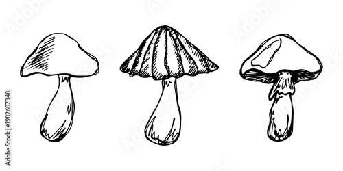 Hand drawn mushroom doodle set Botanical illustration Cute autumn mushroom Healthy eco food Organic vegetarian food For stickers, greeting card, design, print, packaging, decor, kids books