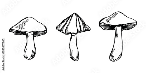 Hand drawn mushroom doodle set Botanical illustration Cute autumn mushroom Healthy eco food Organic vegetarian food For stickers, greeting card, design, print, packaging, decor, kids books