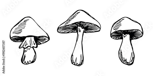 Hand drawn mushroom doodle set Botanical illustration Cute autumn mushroom Healthy eco food Organic vegetarian food For stickers, greeting card, design, print, packaging, decor, kids books