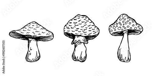 Hand drawn mushroom doodle set Botanical illustration Cute autumn mushroom Healthy eco food Organic vegetarian food For stickers, greeting card, design, print, packaging, decor, kids books